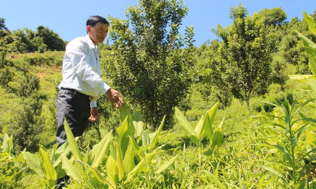 Đồi mắc ca trù phú mở hướng làm giàu ở miền tây Quảng Ngãi