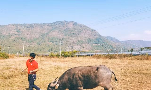 Trâu lưỡng tính bên trong Khu tham quan Điện mặt trời An Hảo