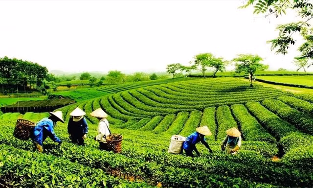 Đừng bỏ lại phía sau hệ thống hợp tác xã trong đại dịch COVID-19