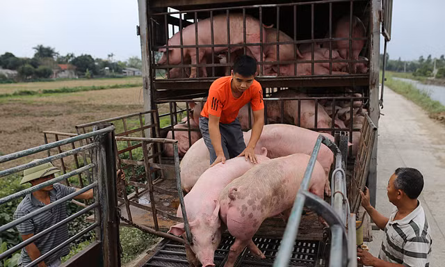 Sớm đưa giá lợn hơi giảm về mức khoảng 60.000 đồng/kg