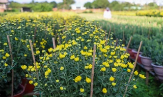 Cúc Đài Loan giá tiền triệu đắt hàng dịp Tết