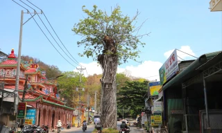 'Vòng xoay' đặc biệt ở An Giang để giữ lại cây cổ thụ