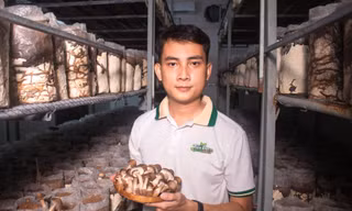 Bỏ phố về quê, chàng trai 3 bằng đại học khởi nghiệp trồng nấm