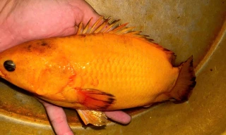 Độc lạ miền Tây: Người dân Cần Thơ câu được cá rô vàng óng ánh