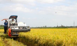 Lý do An Giang trở thành vựa lúa số 1 cả nước 