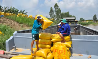 Thương nhân xuất khẩu gạo 'khát' vốn