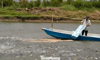 Giá cá tra tăng kỷ lục, vì sao người nuôi vẫn 'treo ao'? 