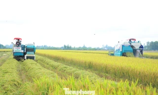 Trồng lúa giảm phát thải lợi nhuận tăng ít nhất 20%