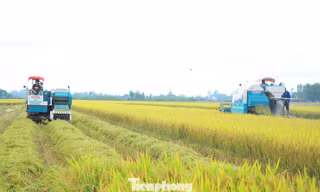 Trồng lúa giảm phát thải lợi nhuận tăng ít nhất 20%