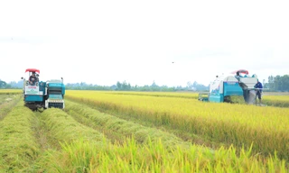'Bài học xương máu' nhìn từ vụ kiện gạo Việt Nam ngon nhất thế giới 