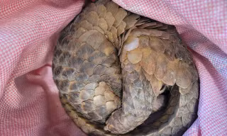 Người dân ở Vĩnh Long giao nộp rùa vàng và tê tê