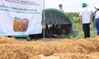 Xử lý rơm rạ sau thu hoạch để giảm ô nhiễm, phát triển nông nghiệp xanh