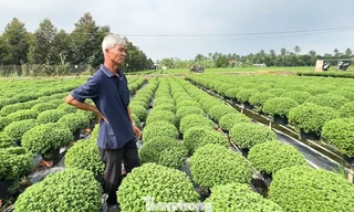 Người trồng cúc mâm xôi lo mất Tết