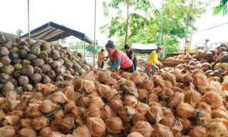 Sản lượng dừa Vĩnh Long năm 2025 ước đạt 1,3 triệu tấn.