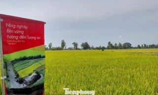 Hết thời trồng lúa kiểu 'nhất nước, nhì phân, tam cần, tứ giống'