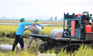 Giá lúa giảm mạnh, nông dân đứng ngồi không yên 