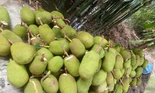 Trở tay không kịp vì giá mít 'lên đỉnh, xuống đáy'