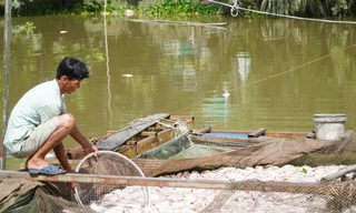 Nguyên nhân hàng chục tấn cá điêu hồng chết nhiều chưa từng có ở Cần Thơ
