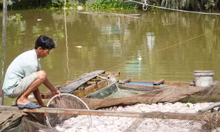 Nguyên nhân hàng chục tấn cá điêu hồng chết nhiều chưa từng có ở Cần Thơ