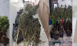 Thuê căn hộ để trồng cần sa
