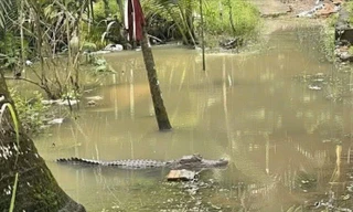 Xác minh tin cá sấu xuất hiện trong vườn nhà dân ở Cần Thơ