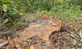 Điều tra vụ chặt hạ hàng loạt cây xanh tại Cần Thơ