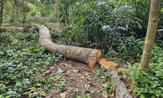 Chuyển hồ sơ sang công an điều tra vụ đốn hạ 42 cây xanh tại Cần Thơ