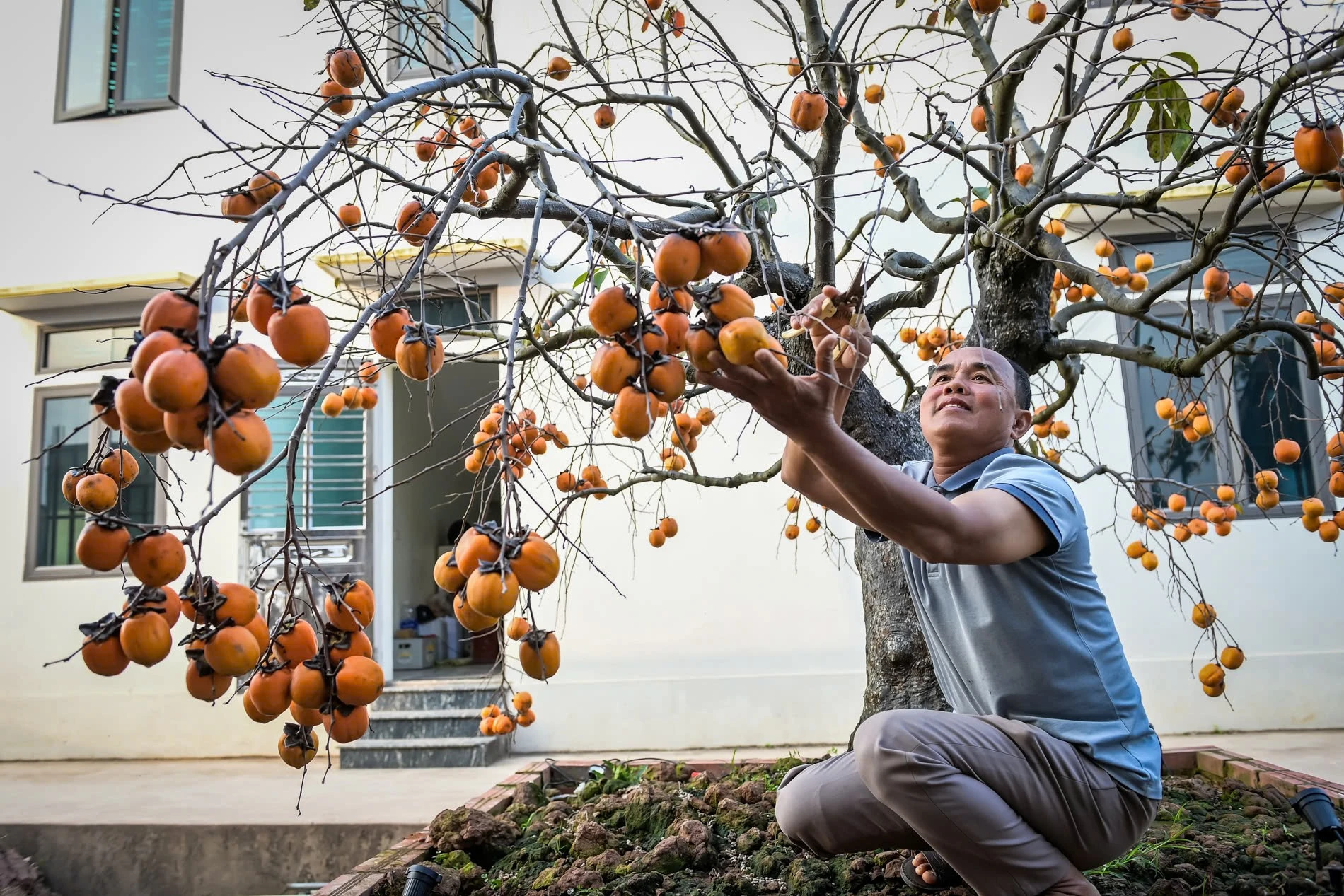 Cây hồng cổ Hải Hậu: 'Thỏi nam châm' triệu đô hút khách Tết