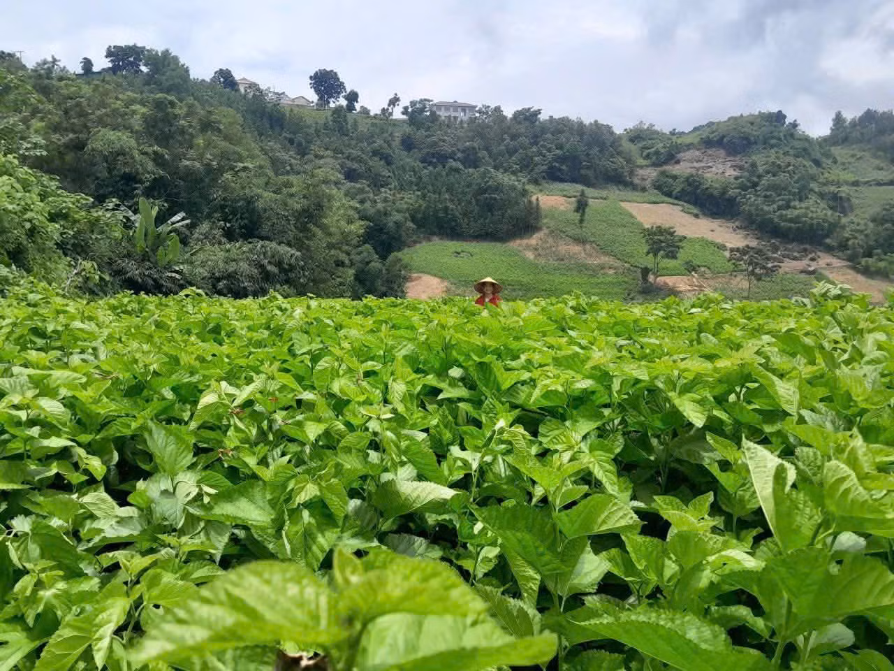 tienphong-nuongdau2.jpg
