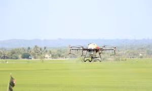 Nông dân Đồng Nai dùng máy bay để rải phân, phun thuốc