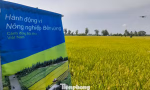 Mời gọi đầu tư tài chính xanh cho chương trình sản xuất lúa phát thải thấp