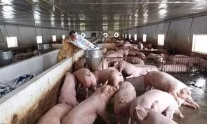 Dịch tả lợn châu Phi lan rộng, Vĩnh Long lập 20 chốt chặn các vùng dịch