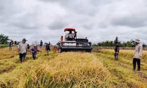 Thu hoạch lúa Thu Đông 2021 ở ĐBSCL.
