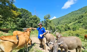 Kỹ sư nông nghiệp 'gác' bằng đại học lên núi chăn nuôi