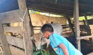 Y.H.Brông phụ ông bà chăn bò