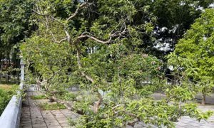 Cây ổi 'biết cười' gây tò mò ở Yên Bái