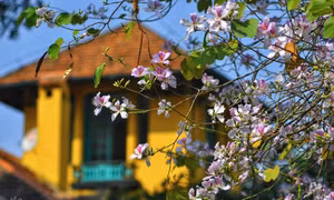 Đến hẹn lại lên, giới trẻ Hà Nội hẹn nhau "sống ảo" nơi những con đường hoa ban nở rộ