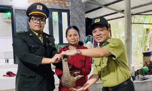 Phát hiện con vật lạ, thân đầy vảy cứng đi lạc vào vườn nhà dân
