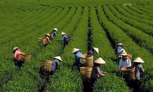 Hỗ trợ đồng bào dân tộc thiểu số và miền núi kinh doanh, khởi nghiệp