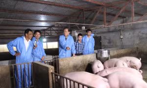 Philippines muốn mua thêm 500.000 liều vắc xin tả lợn châu Phi của Việt Nam