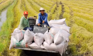 Việt Nam đứng trước cơ hội lớn định hình lại ngành lúa gạo 