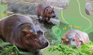 Bé hà mã mới sinh tại vườn thú Hà Nội xinh yêu không kém "siêu sao" Moo Deng