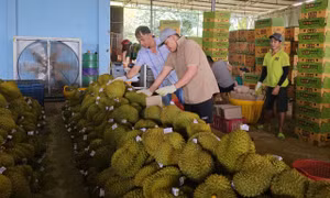 Sầu riêng được tập kết tại kho để xử lý, phân loại, đóng gói xuất khẩu. Ảnh: Huỳnh Thủy