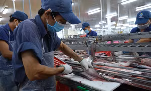 Năm 2022 xuất khẩu cá tra đạt 2,4 tỷ USD. Ảnh: Cảnh Kỳ