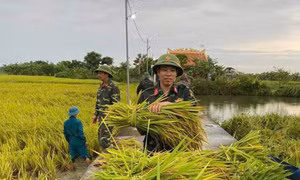 Thanh Hoá: Bộ đội, dân quân giúp dân gặt lúa 'chạy' mưa bão