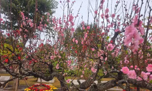 Hàng trăm cây đào ở Lạng Sơn rực rỡ sau Tết