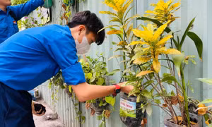 Đoàn viên, sinh viên TP. HCM hăng hái hưởng ứng Ngày cao điểm tình nguyện xây dựng đô thị văn minh