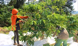 Tây Nguyên đang bước vào vụ thu hoạch cà phê