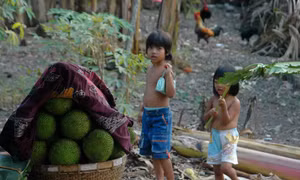 Nhớ vườn cây trái chín tuổi thơ, nhãn ngọt mít thơm tô thắm tuổi thơ tôi êm đềm