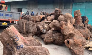 Công an Quảng Nam bắt quả tang 5 ô tô tải chở gỗ xá xị trái phép